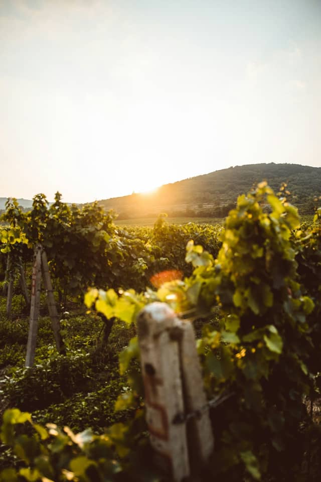 Sunset Winery Tour & Wine Tasting